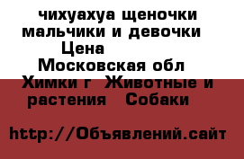 чихуахуа щеночки мальчики и девочки › Цена ­ 10 000 - Московская обл., Химки г. Животные и растения » Собаки   